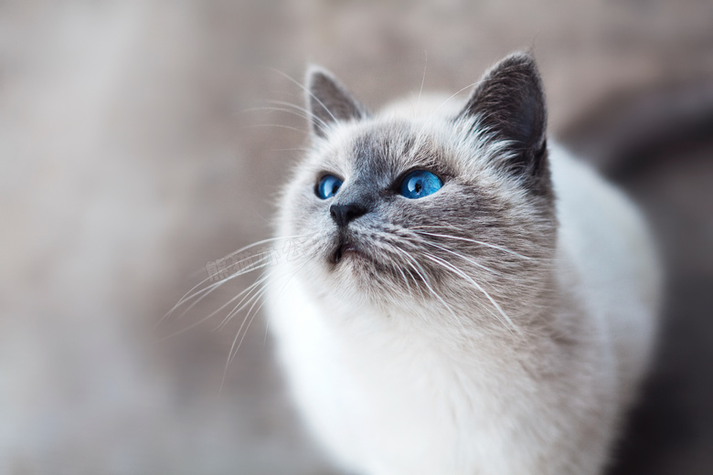 一只圆嘟嘟的猫咪特写摄影高清图片