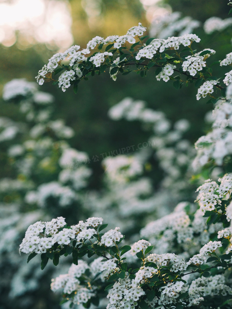 开着白色花的花卉植物摄影高清图片