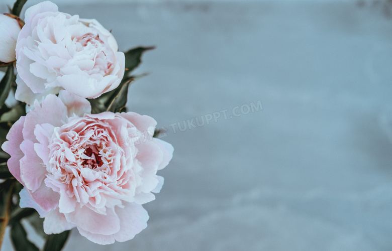 泛白的粉色玫瑰花特写摄影高清图片