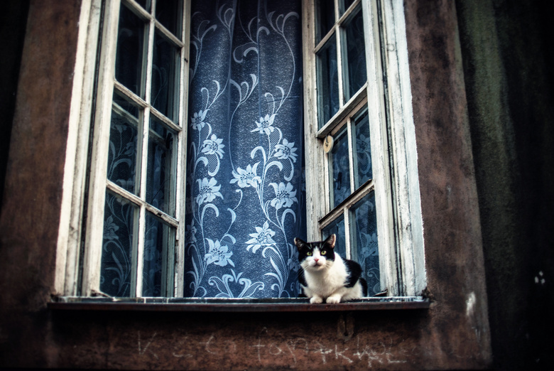 窗台上一只伺机出动的猫咪高清图片