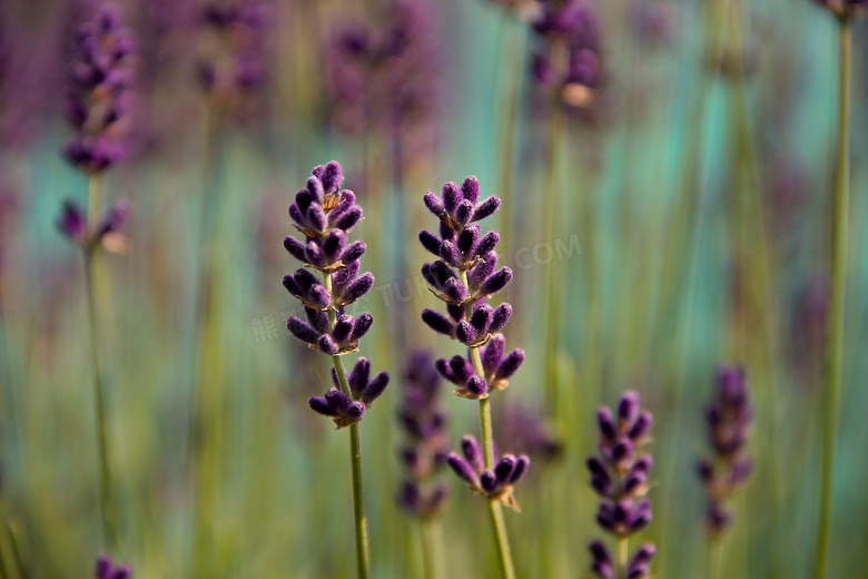 深紫色薰衣草植物特写摄影高清图片