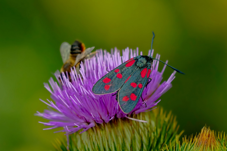 紫色花上的蜜蜂与蝴蝶摄影高清图片