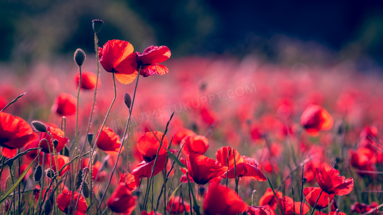 花田里的红色花卉植物摄影高清图片