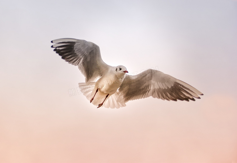 展翅翱翔天空中的海鸥摄影高清图片