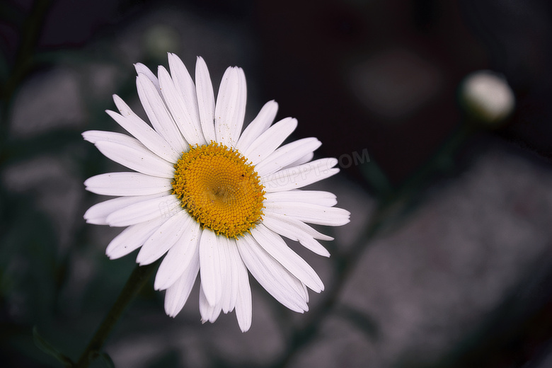 一朵白色花瓣菊花特写摄影高清图片