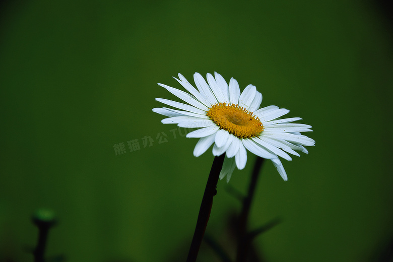 春天里一朵白菊花特写摄影高清图片