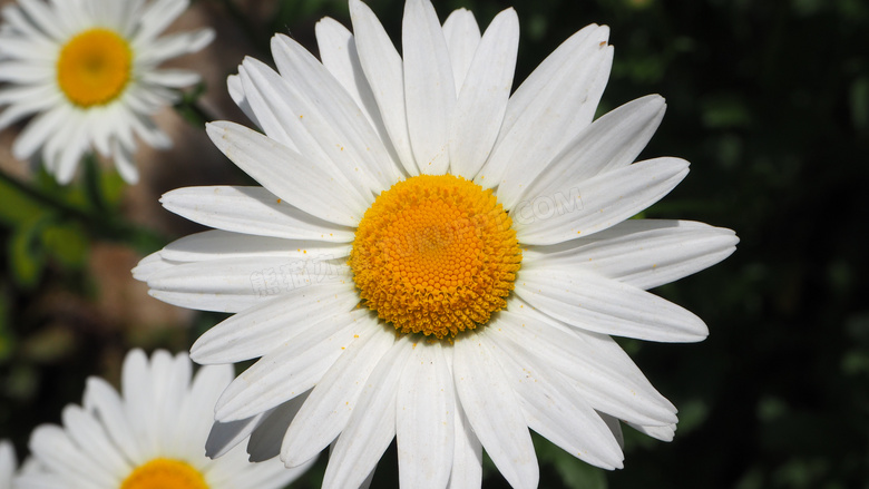 大朵的白菊花微距特写摄影高清图片