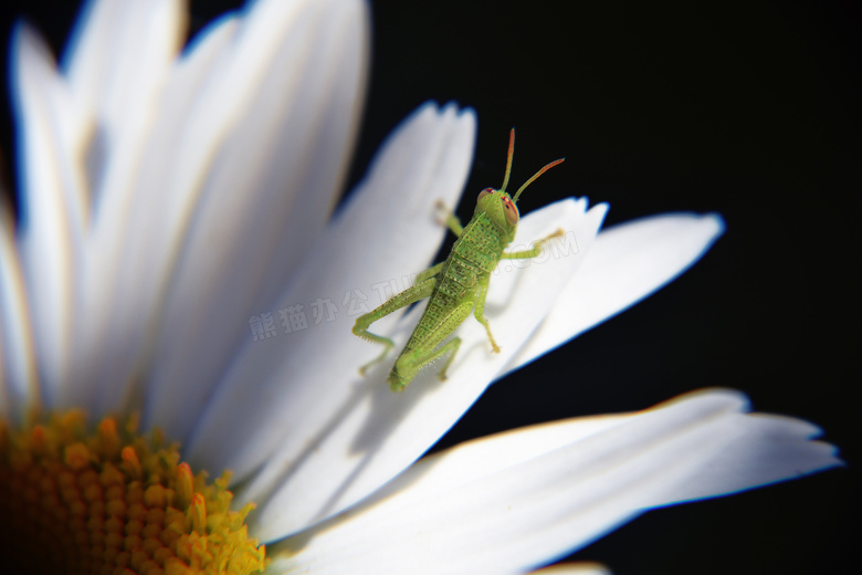 在白菊花上的蚱蜢特写摄影高清图片