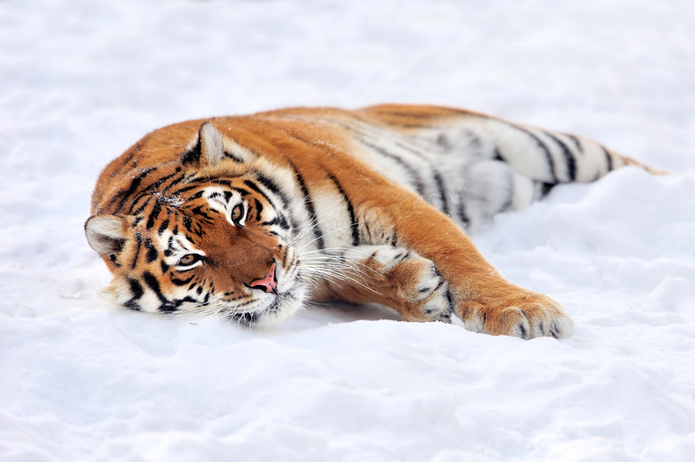 雪地上玩雪的老虎特写摄影高清图片