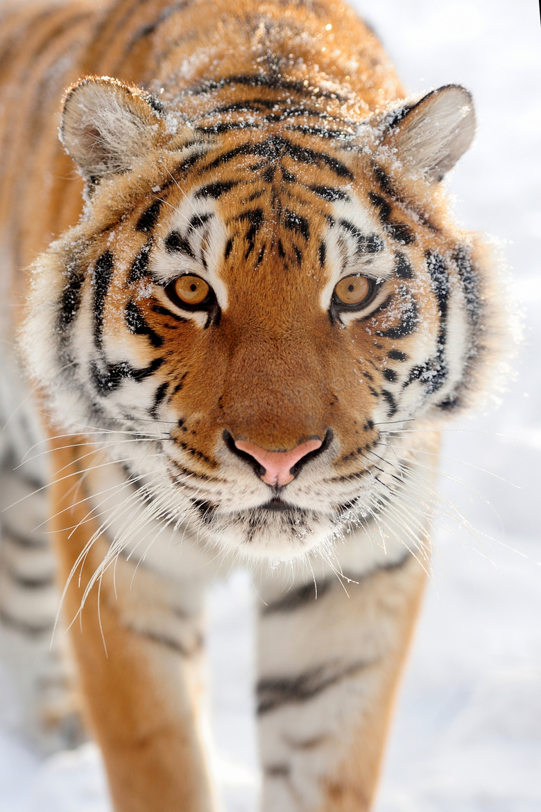 雪地上瞪着圆眼睛的大老虎高清jpg格式图片下载_熊猫办公