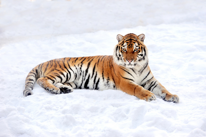 雪堆成的老虎图片图片