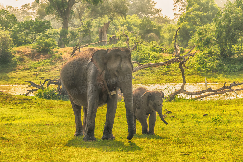 带着孩子去觅食的大象摄影高清图片