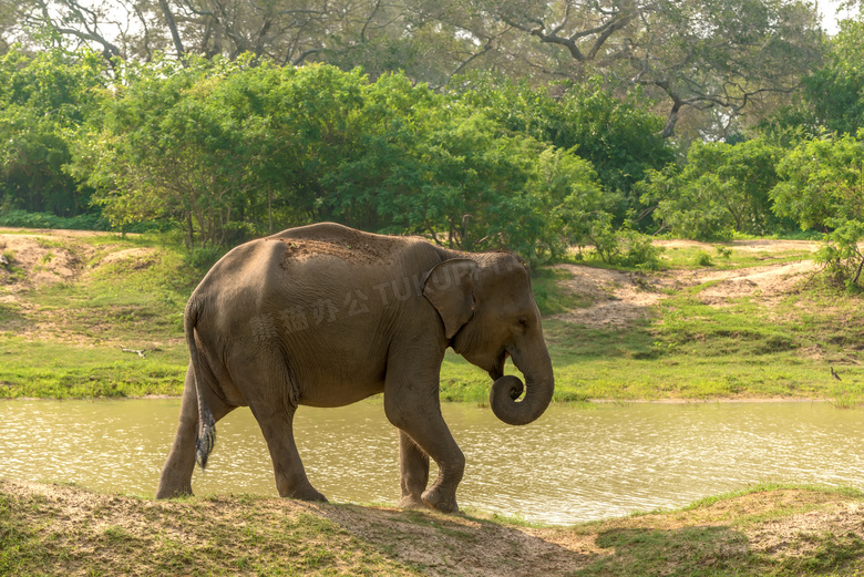 到水边准备喝水的大象摄影高清图片