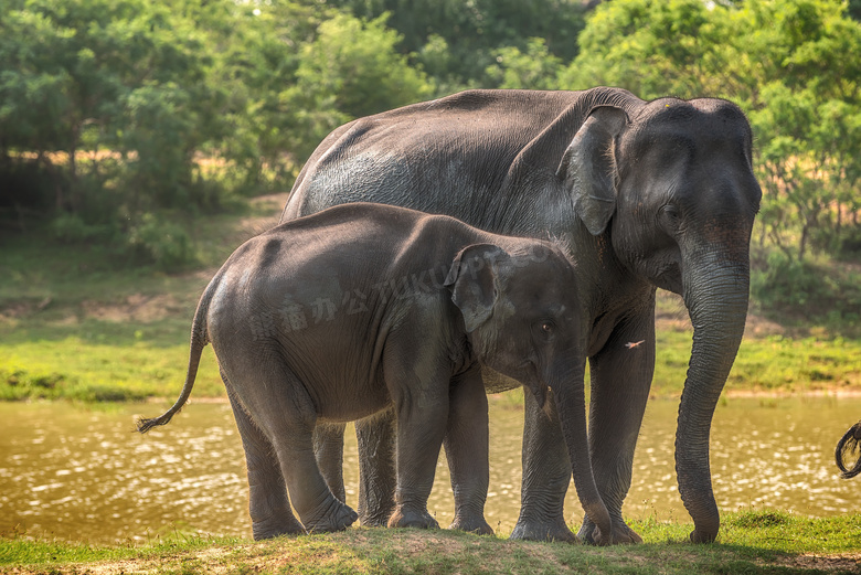 站在草原水边的俩大象摄影高清图片
