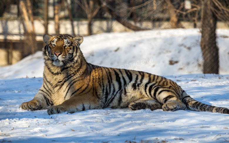 雪地上慵懒的老虎特写摄影高清图片