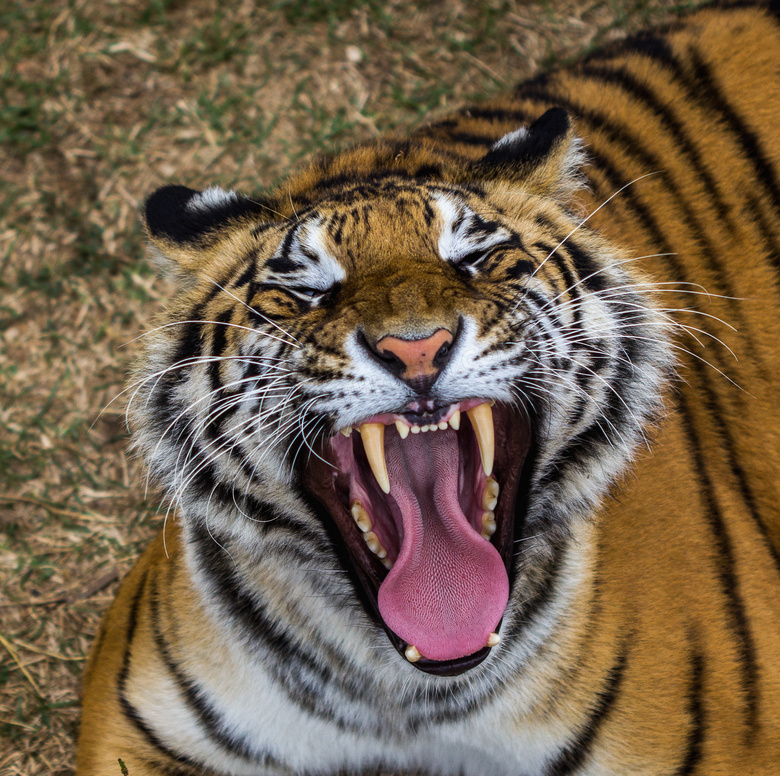 张着血盆大口的大老虎摄影高清图片