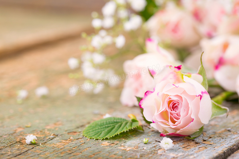 木板上的粉色玫瑰花朵摄影高清图片