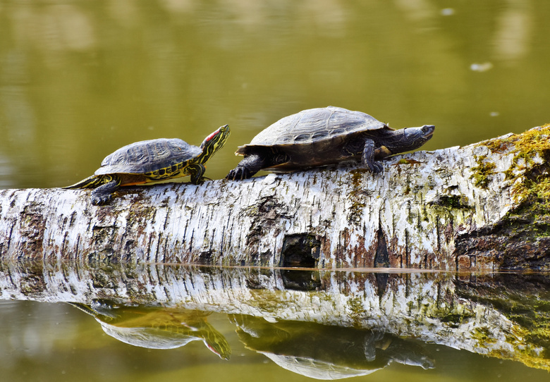 木头上昂首前行的两只乌龟高清图片