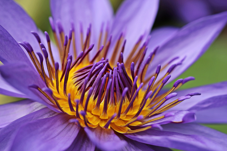 开出紫色花的花卉植物摄影高清图片