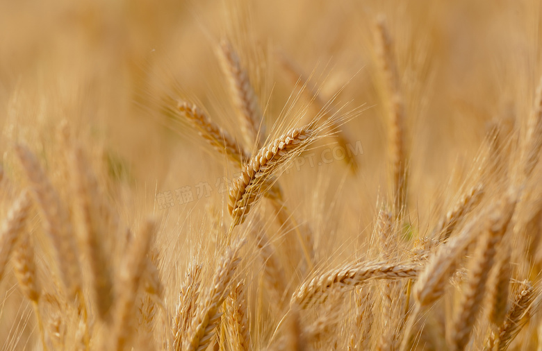 在农田里的小麦穗特写摄影高清图片