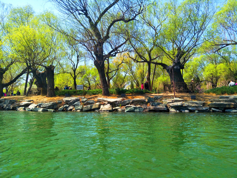 春季公园河边柳树摄影图片