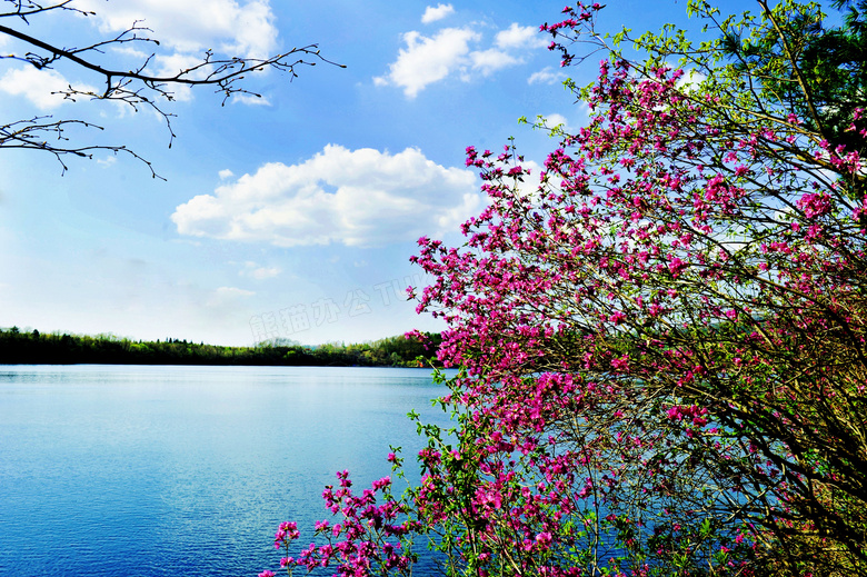 湖边美丽的杜鹃花摄影图片