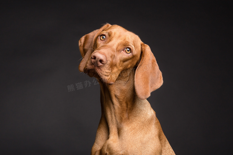 耷拉着耳朵的维兹拉犬摄影高清图片