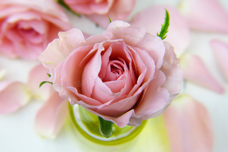花瓣与粉红色的玫瑰花摄影高清图片