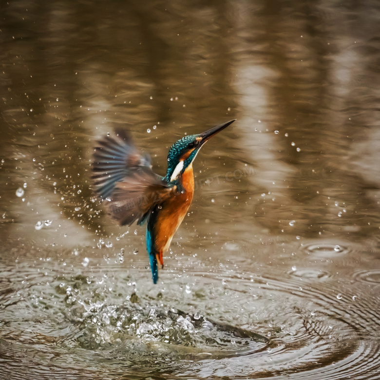 冲破水面的小翠鸟特写摄影高清图片