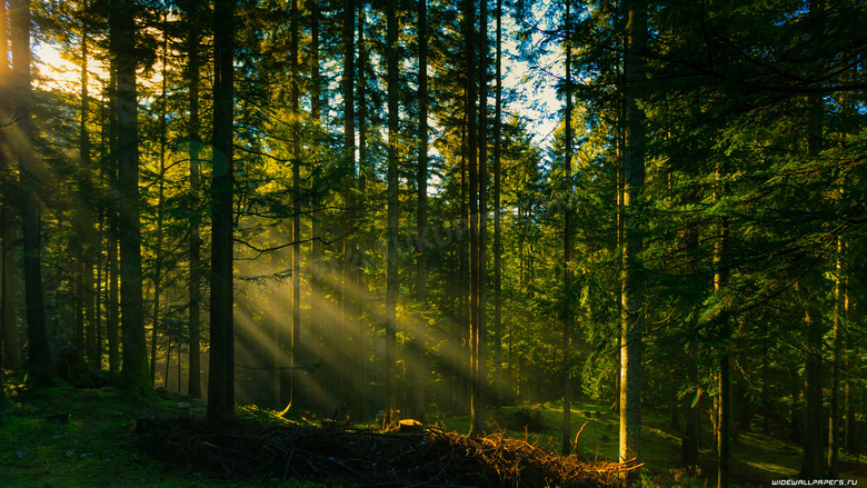 照射进晨光的树林风景摄影高清图片