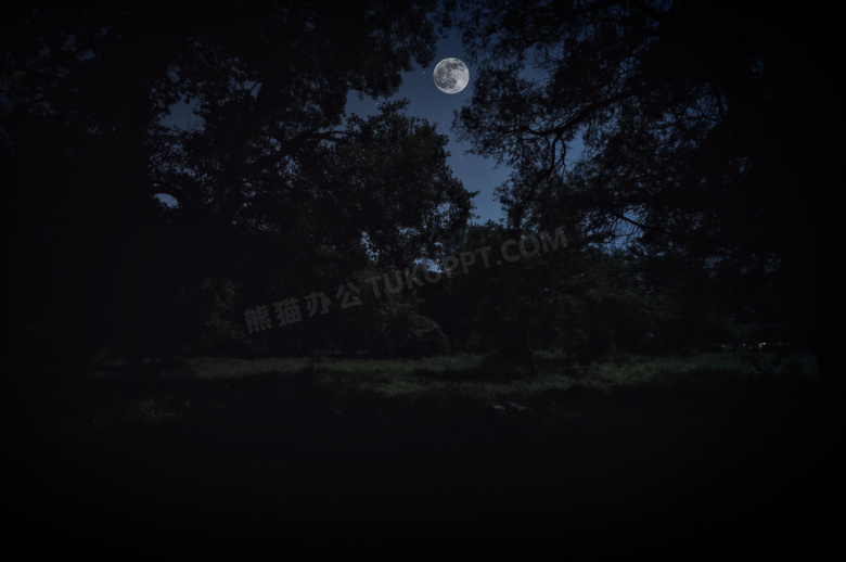 沐浴在月色之中的茂密树林高清图片