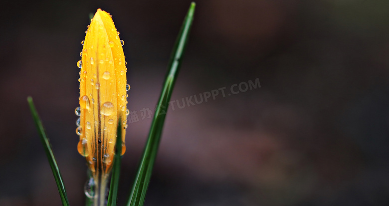 挂水珠的黄色花苞特写摄影高清图片