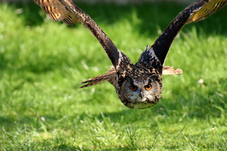 在超低空飞翔的猫头鹰摄影高清图片
