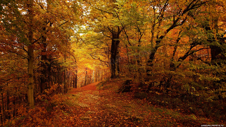树林中落满叶子的小路摄影高清图片