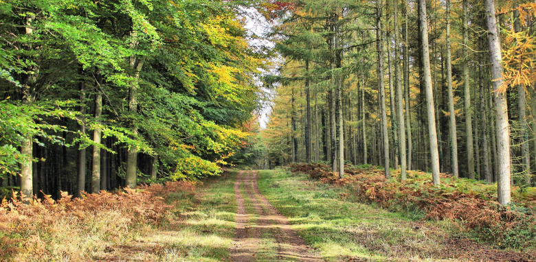 秋天在小路两侧的树林摄影高清图片