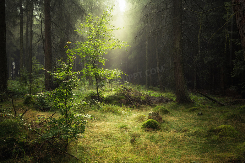 照耀进阳光的树林风光摄影高清图片
