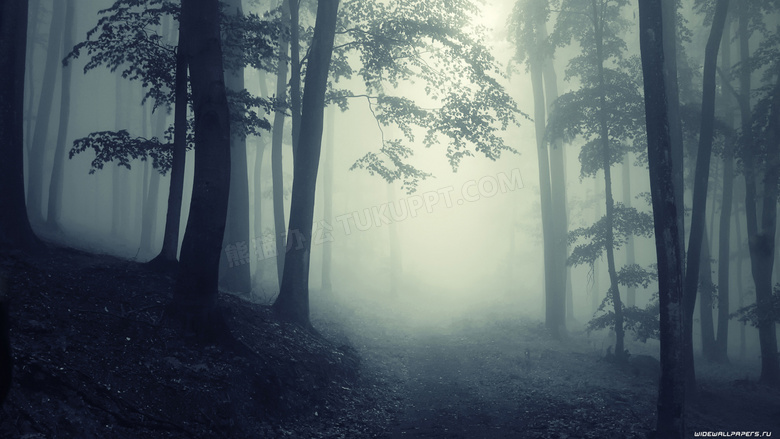 雾蒙蒙的树林自然风景高清摄影图片