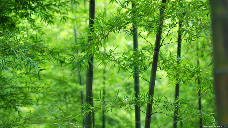 翠绿色的竹林自然风景摄影高清图片