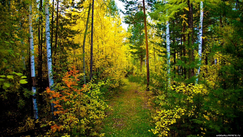 秋天层林尽染的小树林摄影高清图片