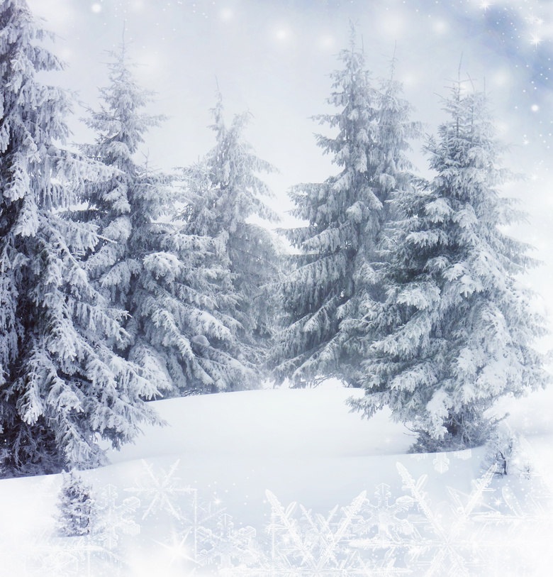 挂满了积雪的树木风光摄影高清图片