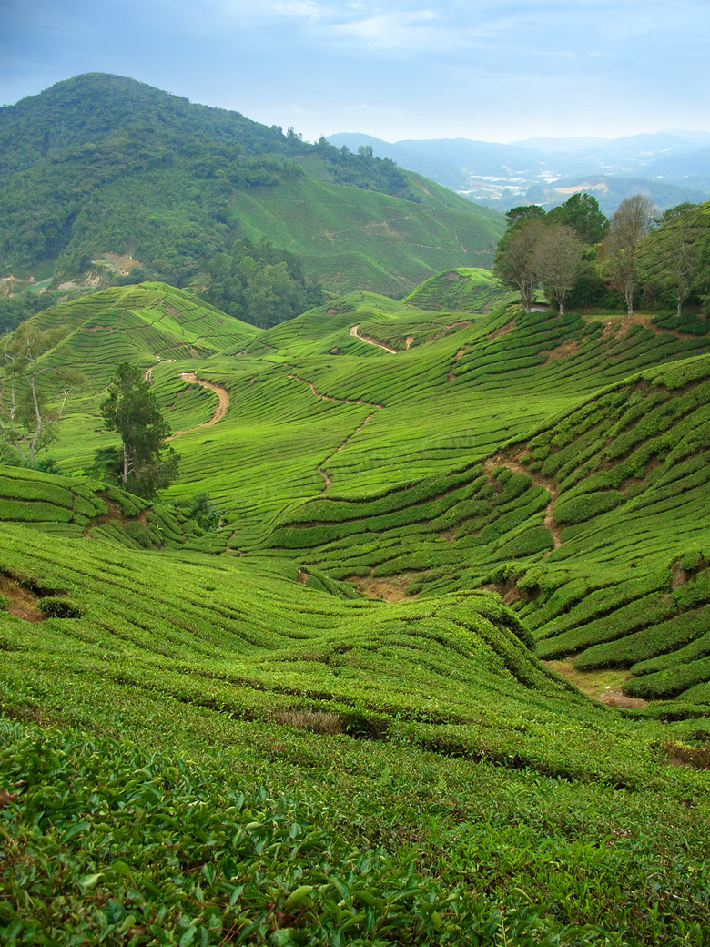 鳥瞰視角山坡上的茶園風光高清jpg格式圖片下載_熊貓辦公