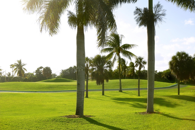 高尔夫球场上的椰树等摄影高清图片