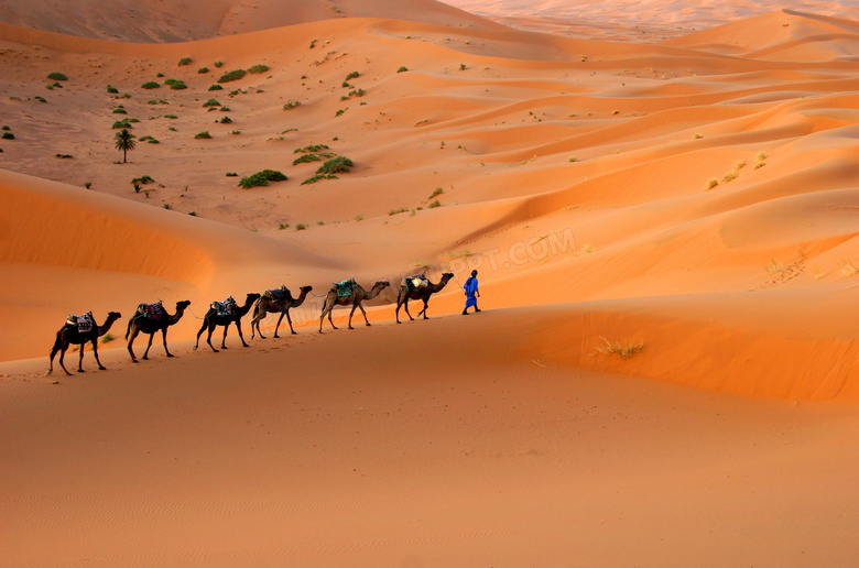 沙漠中的骆驼与植被等风光高清图片