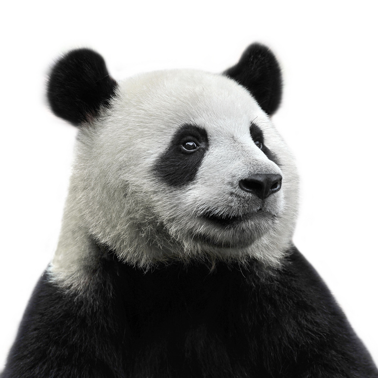 一只表情严肃的大熊猫摄影高清图片