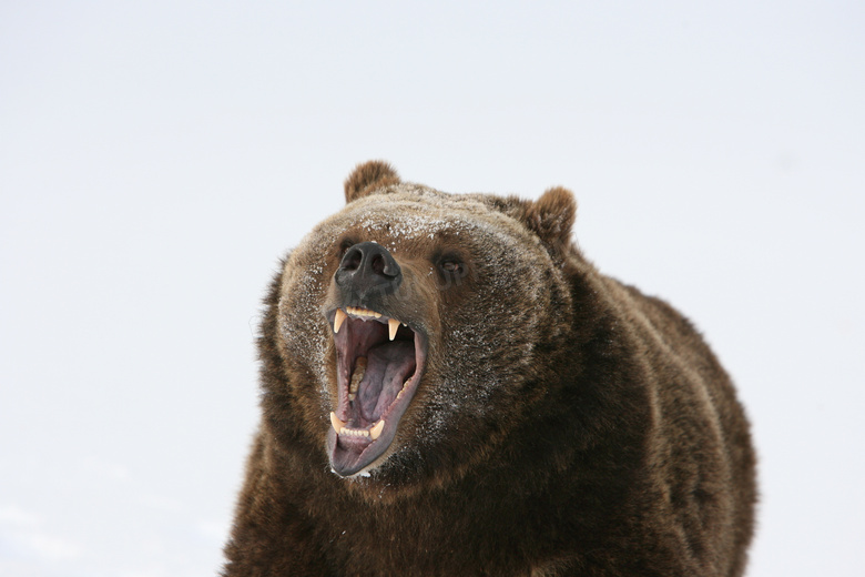 正张着大嘴长哮的棕熊摄影高清图片
