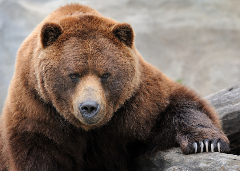 一只庞大的熊近景特写摄影高清图片