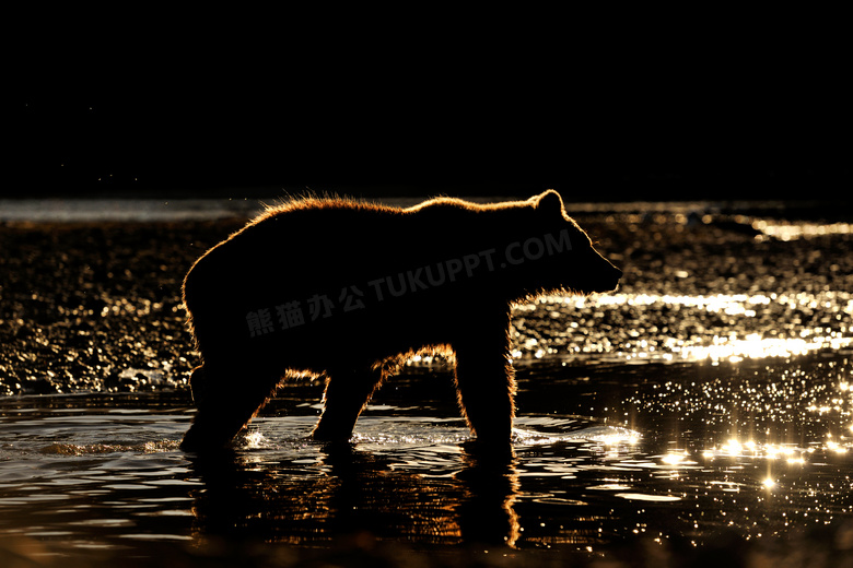 在四处游荡寻找猎物的大熊高清图片