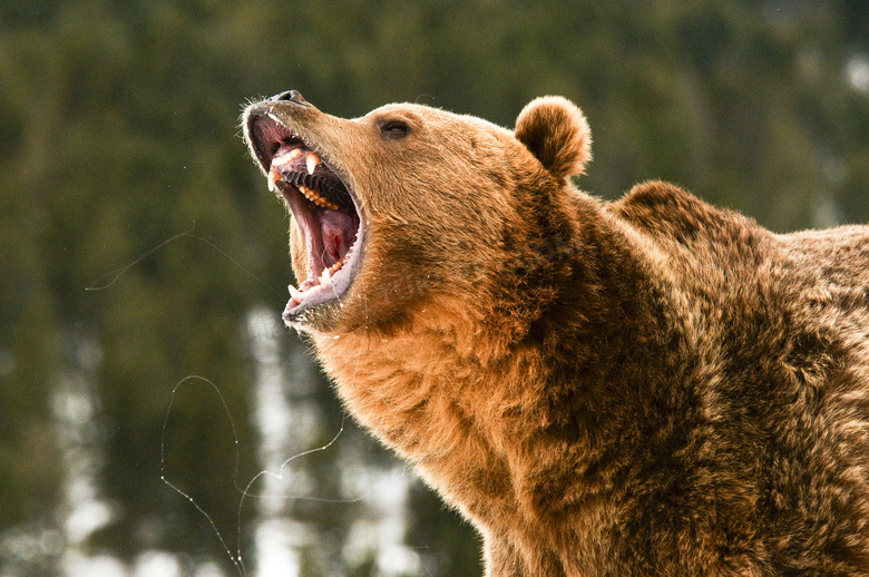 在仰天怒吼的棕熊特写摄影高清图片