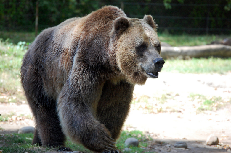 在野外四处闲逛的大熊摄影高清图片