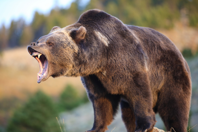 一头发出怒吼的大黑熊摄影高清图片